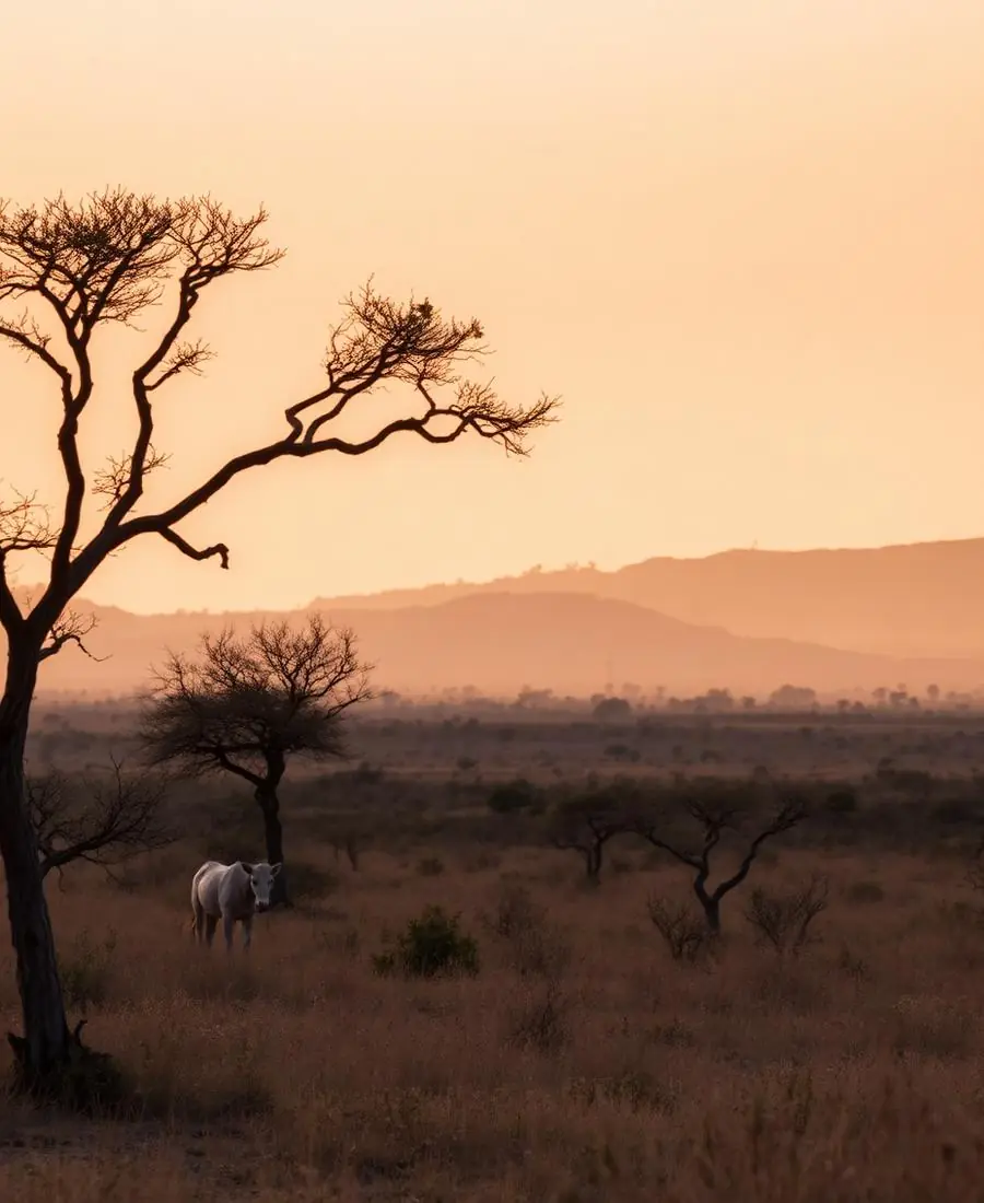 Travel scene representing Africa
